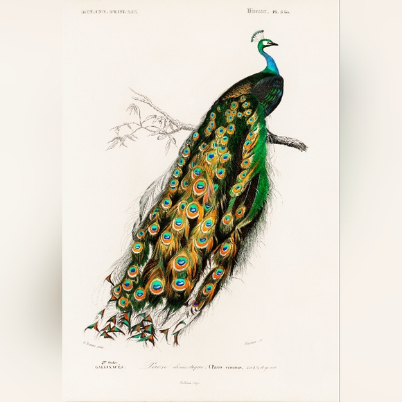 Elegant Green and Blue Peacock Art Print - Picture 1 of 1